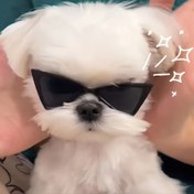 Resim Kediler ve Köpekler için Şık Evcil Hayvan Moda Gözlükleri - Katlanabilir UV Koruma Gözlüğü, Siyah Çerçeve, Doğum Günü Partileri ve Fotoğraf Aksesuarları için Mükemmel, Dayanıklı TPU Malzeme, Gözlük Aksesuarları 