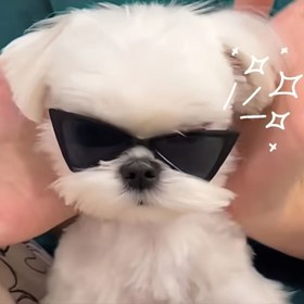 Resim Kediler ve Köpekler için Şık Evcil Hayvan Moda Gözlükleri - Katlanabilir UV Koruma Gözlüğü, Siyah Çerçeve, Doğum Günü Partileri ve Fotoğraf Aksesuarları için Mükemmel, Dayanıklı TPU Malzeme, Gözlük Aksesuarları 