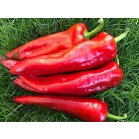 Resim 10 Adet Tohum Kırmızı Kapya Biber Tohumu Etli Pat Biber Kebaplık 