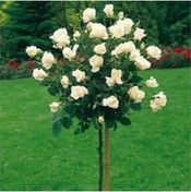 Resim ruzgarbotanik Beyaz Baston Gülü 5 Yaşında 100cm-120cm 