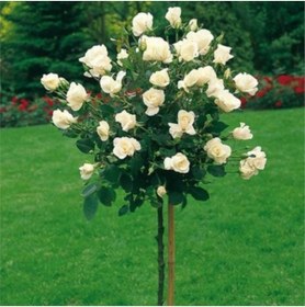 Resim ruzgarbotanik Beyaz Baston Gülü 5 Yaşında 100cm-120cm 