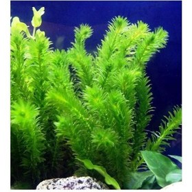 Resim Elodea Species 5 Kök - Eledoa Canlı Bitki Çok Renkli 