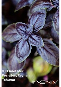 Resim 100 Adet Mor Fesleğen/reyhan 2 Paket 200 Adet 