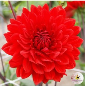 Resim İri Çiçekli Garden Wonder Dahlia Yıldız Çiçeği Yumrusu 1 Adet 