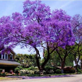 Resim Dünyanın En Hızlı Büyüyen Tomentasa Paulownia Ağacı Tohumu 1000 