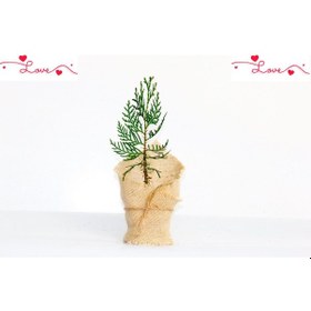 Resim NİKAH ÇAMI 50 ADET - ÖZEL GÜN FİDANI (Mazı-Thuja Orientalis) 
