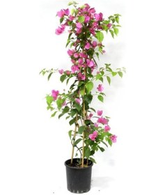 Resim Çok Avantajlı Kartopu Çiçeği 1 Adet +pembe Begonvil 1 Adet+turuncu Gazanya 