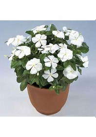 Resim Vinca Rosea Pure White Rozet Çiçeği Tohumu 20 Tohum 