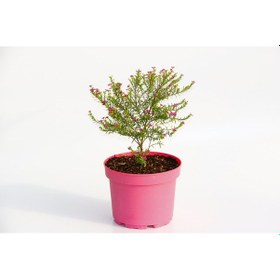 Resim Cennet Çiçeği 5 Adet - Pembe Saksıda 