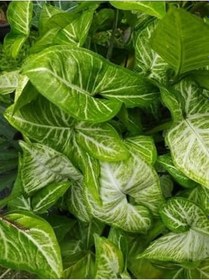 Resim Canlı Dolgun Fomlu Melek Kanadı Çiçeği 1 Adet Saksılı 25-40Cm Salon Çiçeği 