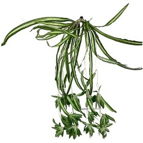 Resim Cihan Çiçekçilik Kurdele Çiçeği 5 Dallı Sarkıt 60x50 