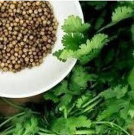 Resim Aşotu Kişniş Otu Tohumu 50 Tohum N113324 