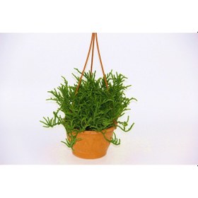 Resim Crassula Muscosa Sukulent 2 Adet - Askılı Saksıda 