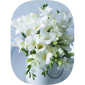 Resim 3 Adet Beyaz Frezya Soğanı Mis Kokulu 