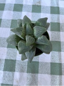 Resim Birtutamrenk Haworthia pygmaea sukulent 5.5 