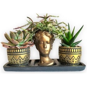 Resim Haworthia & Echeveria & Rhipsalis 3'lü Sukulent Seti | Helen Gold Serisi 