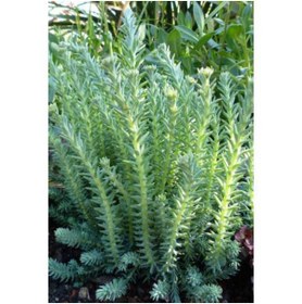 Resim Tunç Botanik SEDUM REFLEXUM 135 ADET - TERARYUM İÇİN SUKULENT BİTKİ 