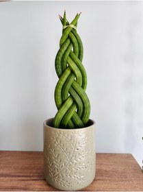 Resim SUKULENTİSTANBUL Sansevieria Gevlochten - Cylindrica( Örgülü Paşa Kılıcı) - 8cm Üretim saksılı 
