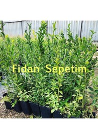 Resim 3 Yaş Bluegold Çeşiti Yaban Mersini Fidanı 