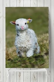 Resim Postermanya (pster5946) Yavru Kuzu Hayvan Posteri (90x130cm) 