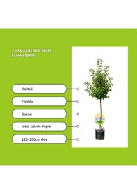 Resim 3 Yaş Aşılı Red Chief Elma Fidanı 
