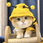 Resim Sonbahar ve Kış İnce Kadife Kedi ve Köpek Kapüşonu - Küçük Arı Kapüşonu | Teddy Bear Pet Kıyafetleri | Sevimli Arı Başlığı Tasarımı | Teddy Bears ve Kediler için Uygun, Kedi Kıyafeti, Köpek Kıyafeti 