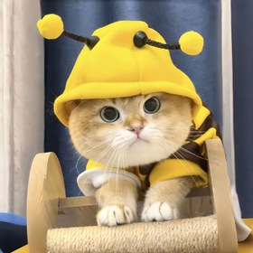 Resim Sonbahar ve Kış İnce Kadife Kedi ve Köpek Kapüşonu - Küçük Arı Kapüşonu | Teddy Bear Pet Kıyafetleri | Sevimli Arı Başlığı Tasarımı | Teddy Bears ve Kediler için Uygun, Kedi Kıyafeti, Köpek Kıyafeti 