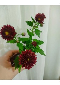 Resim Kasimpati Fidesi 5 Adet Sarı -beyaz -kırmızı -turuncu Renk 