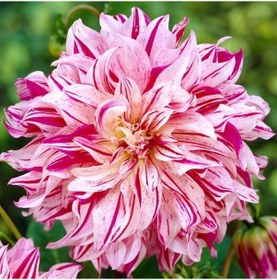 Resim Xxl Dev Çiçekli Bristol Stripe Dahlia Yıldız Çiçeği Soğanı Yumrusu 1 Adet 