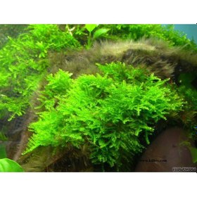 Resim Java Moss Akvaryum Bitkisi 5x5 Paslanmaz Tele Sarılı 10'lu Paket 