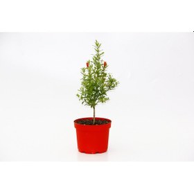 Resim Bonsai Punica Süs Narı 5 Adet - N11.134 