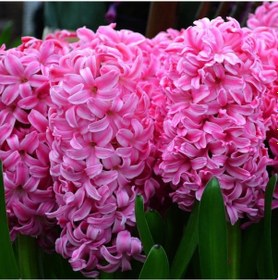 Resim Candy Pink Surprise Sümbül Soğanı 3 Adet 