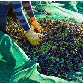 Resim Zeytin Toplama Filesi Sergenlik Yüzde 75lik Yeşil Tüm Ebatlar - 6 Metre X 2 Metre 