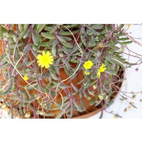 Resim Sarı Tesbih Çiçeği - Askılı Saksıda 6247 