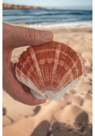 Resim Scallop Shell Deniz Kabuğu Büyük Boy 6-ss 