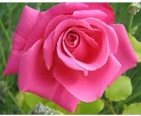 Resim Videolu Pembe Yediveren Gül (25 35 Cm) Saksıda Aşılı Gül Fidanı Pink Rose 