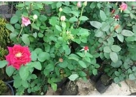 Resim Videolu Kırmızı Kokulu Yediveren Gül Fidanı (30 60 Cm) Saksılı 1 Adet Aşılı Gül Red Rose 