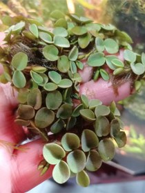 Resim Salvinia Cucullata Canlı Akvryum Bitkisi 1 Porsiyon 