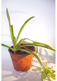 Resim Kurdele Çiçeği Chlorophytum Comosum 8 Cm Orta Boy Saksıda 