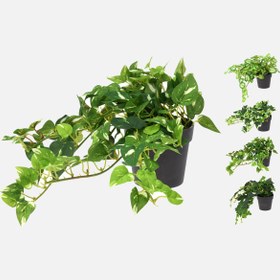Resim Saksılı Sarmaşık 25cm 