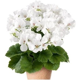 Resim Clarion White Beyaz Çiçekli Sardunya Canan Çiçeği Fidesi 1 Adet 