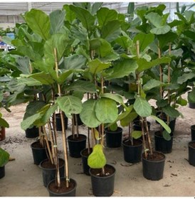 Resim Keman Yapraklı Kauçuk Bitkisi 'ficus Lyrata' 100cm 