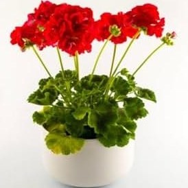 Resim Videolu Canlı Kırmızı Premium 1 Adet Sardunya Çiçeği 15-40Cm Saksılı (Geranium) 