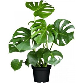 Resim Deve Tabanı Monstera 2 Adet - Ev Ofis Bitkisi 5125 