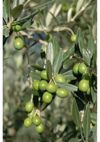 Resim Zeytin Ağacı Fidanı Nesilden Nesile Miras Kalan Ağaç 2 Yaşında 