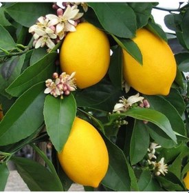 Resim 3 Yaş Aşılı Yediveren Mayer Limon Fidanı. Torbada N11.795 