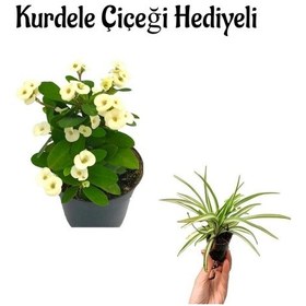 Resim Sevgililer Gününe Özel Beyaz Renk Milii Dikenler Tacı Çiçeği Kurdele Çiçeği 