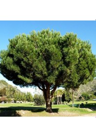 Resim Tüplü Fıstık Çamı pinus Pinea Fidanı 