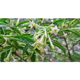 Resim 2 Adet Saksıda 2 Yaş Melisa Kolonya Çiçeği 60-90 Cm 