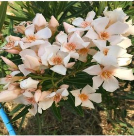 Resim Krem Renk Zakkum Çiçegi Fidanı 10-20 Cm 